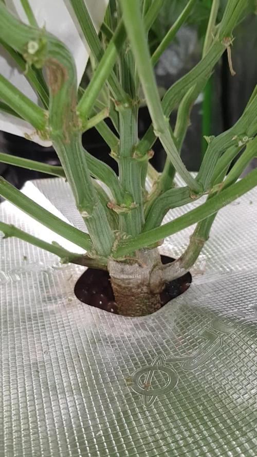 First time DWC - Mars Hydro DWC system