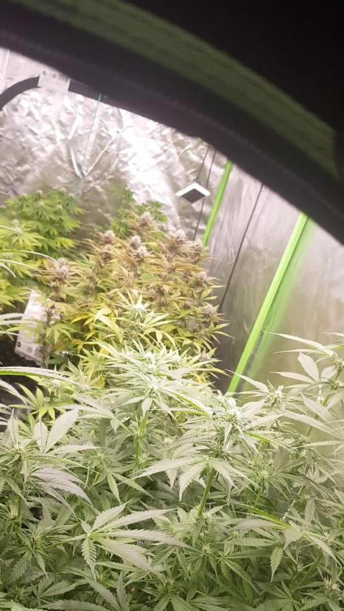 First time DWC - Mars Hydro DWC system