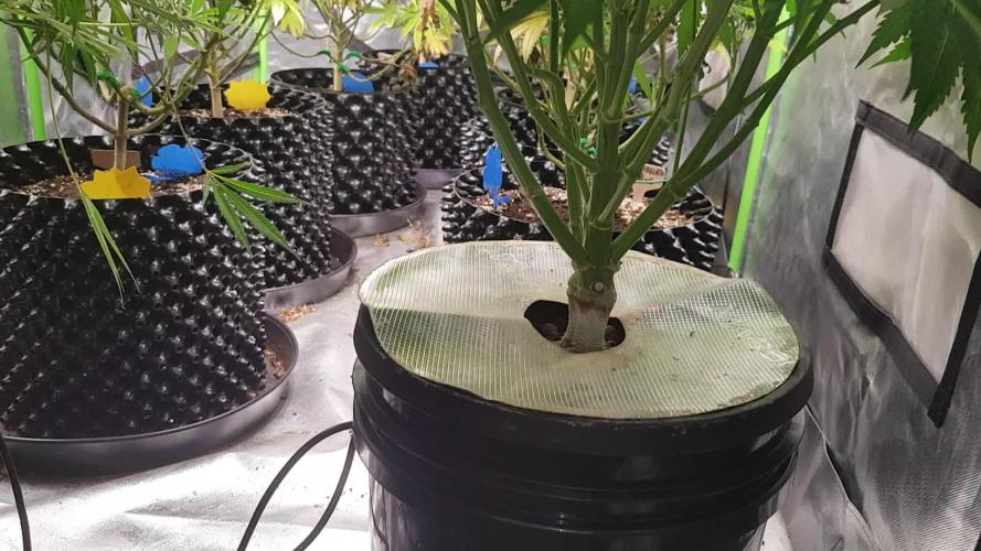 First time DWC - Mars Hydro DWC system