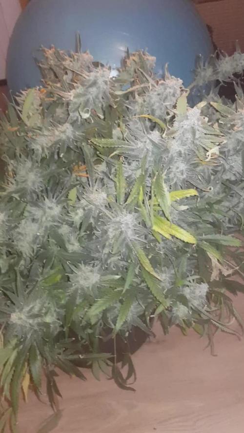 First time DWC - Mars Hydro DWC system