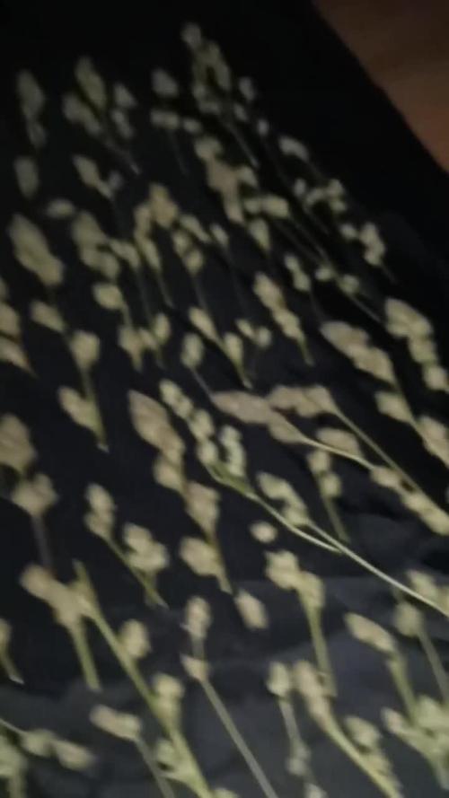 First time DWC - Mars Hydro DWC system