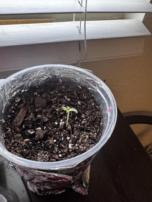 Outdoor Tucson Grow. Week 0 - DP1 week 1