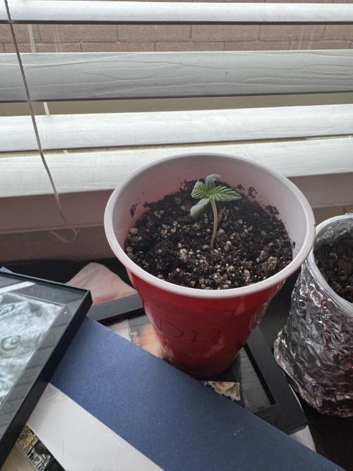 Outdoor Tucson Grow. Week 0 - DP2 week 1