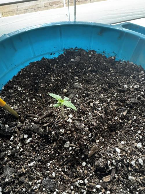 Outdoor Tucson Grow. Week 0 - WW week 1