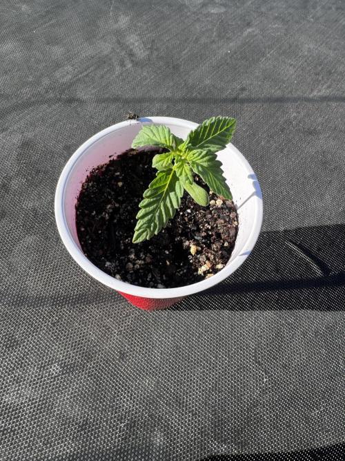 Outdoor Tucson Grow. Week 1