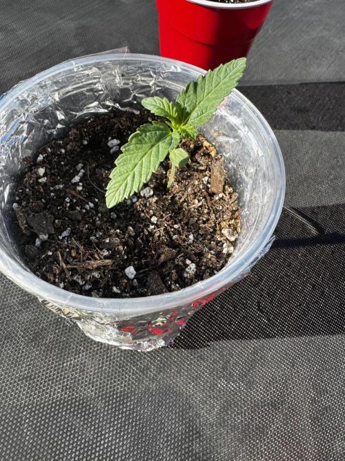 Outdoor Tucson Grow. Week 1