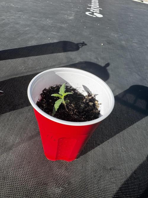 Outdoor Tucson Grow. Week 1