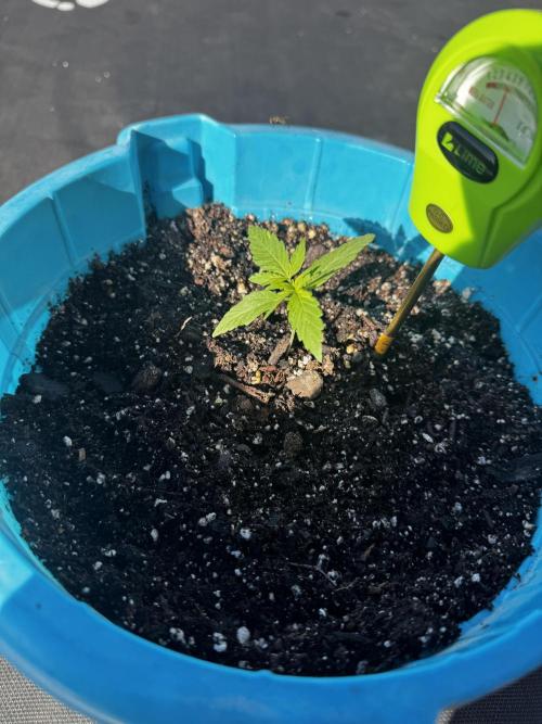 Outdoor Tucson Grow. Week 1