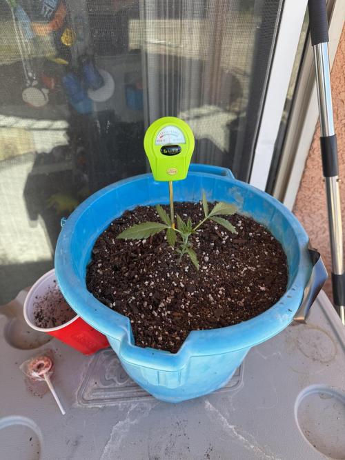 Outdoor Tucson Grow. Week 2