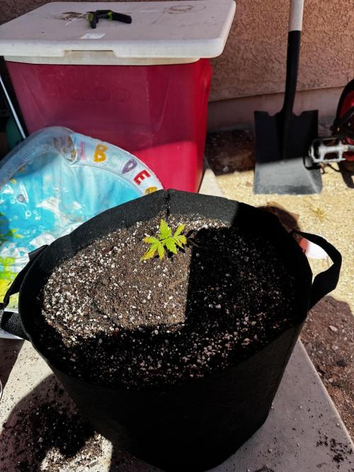Outdoor Tucson Grow. Week 2
