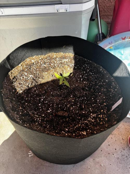 Outdoor Tucson Grow. Week 2