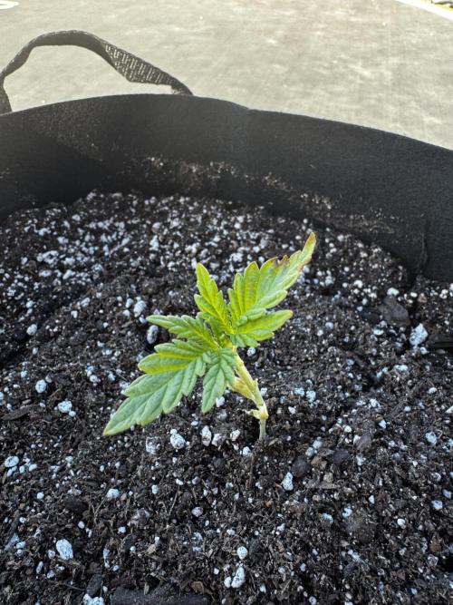 Outdoor Tucson Grow. Week 2