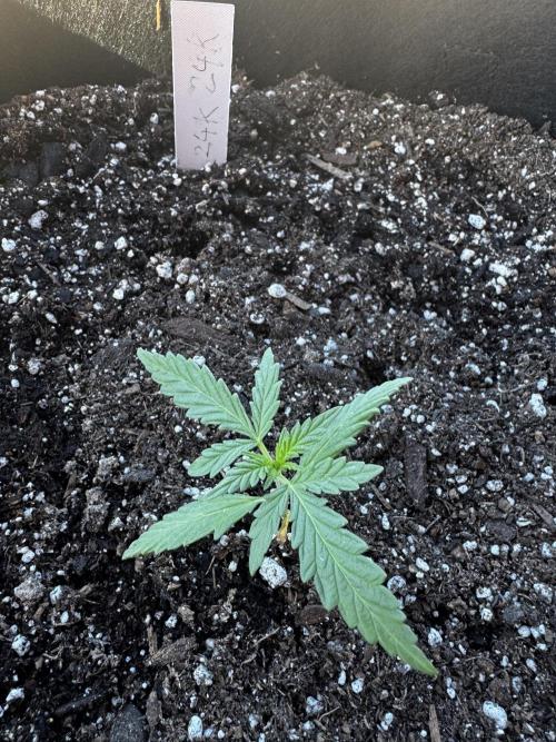 Outdoor Tucson Grow. Week 2