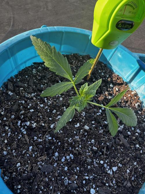 Outdoor Tucson Grow. Week 2