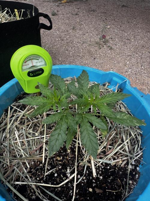 Outdoor Tucson Grow. Week 3
