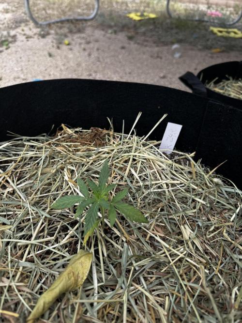 Outdoor Tucson Grow. Week 3
