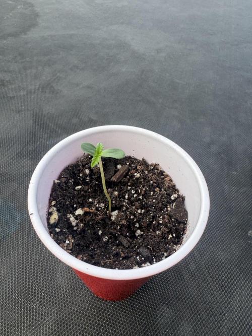 Outdoor Tucson Grow. Week 3