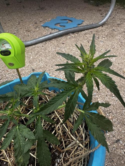 Outdoor Tucson Grow. Week 4