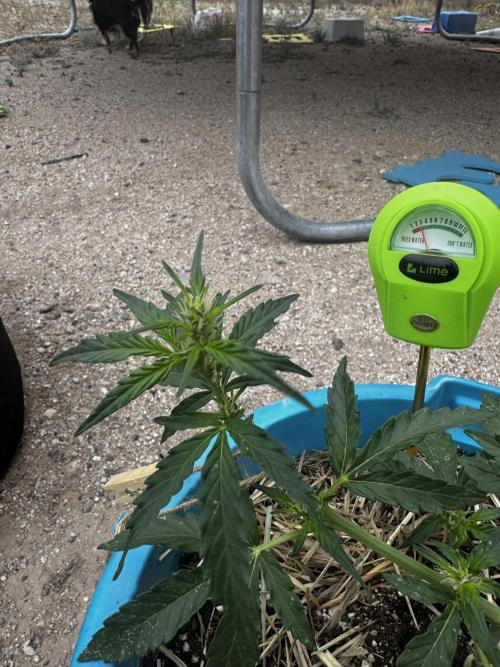 Outdoor Tucson Grow. Week 4