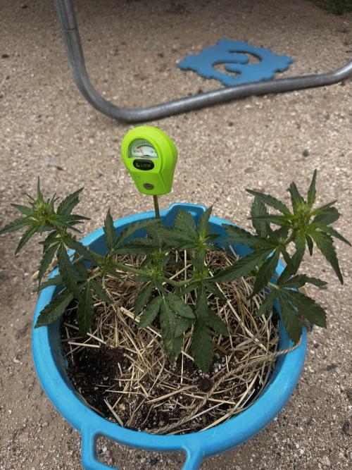 Outdoor Tucson Grow. Week 4