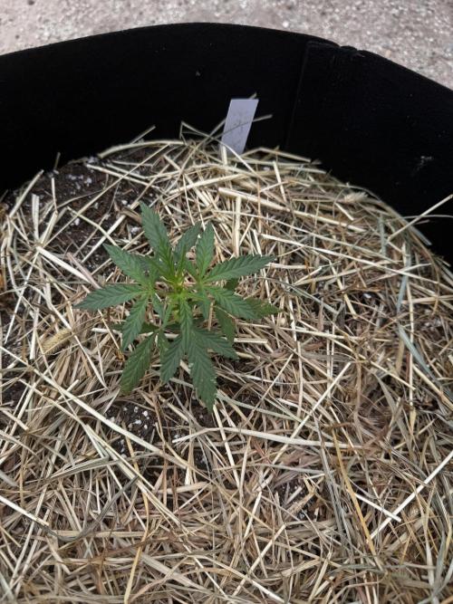 Outdoor Tucson Grow. Week 4