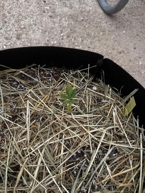 Outdoor Tucson Grow. Week 4