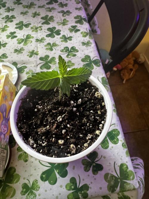 Outdoor Tucson Grow. Week 4