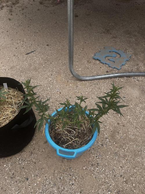 Outdoor Tucson Grow. Week 5