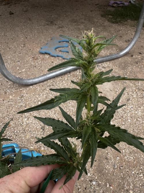 Outdoor Tucson Grow. Week 5