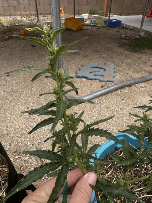 Outdoor Tucson Grow. Week 5