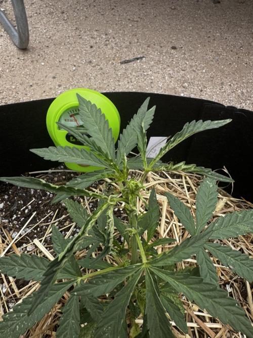 Outdoor Tucson Grow. Week 5