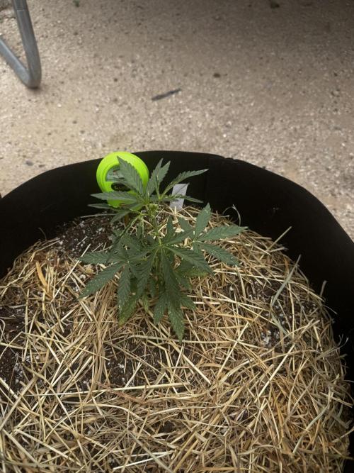 Outdoor Tucson Grow. Week 5