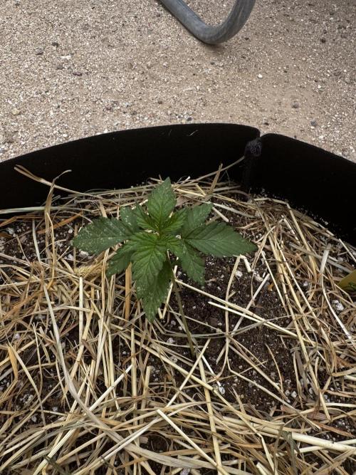 Outdoor Tucson Grow. Week 5