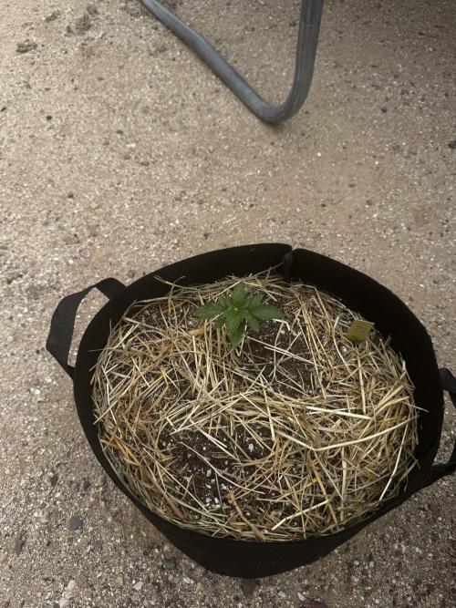 Outdoor Tucson Grow. Week 5