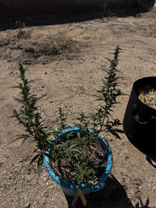 Outdoor Tucson Grow. Week 6