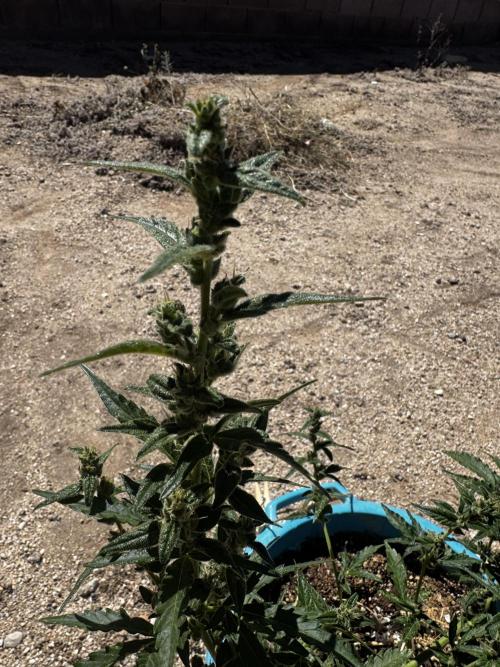 Outdoor Tucson Grow. Week 6