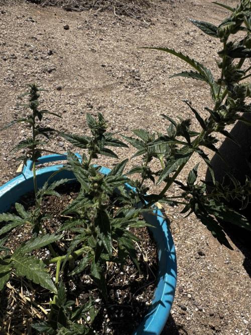 Outdoor Tucson Grow. Week 6