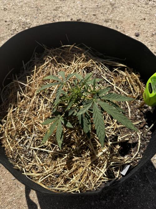 Outdoor Tucson Grow. Week 6