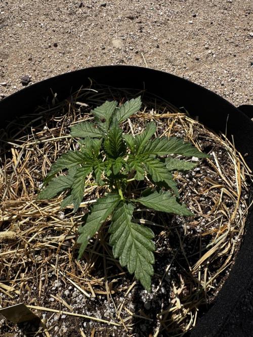 Outdoor Tucson Grow. Week 6