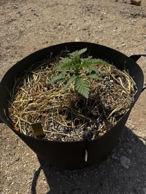 Outdoor Tucson Grow. Week 6