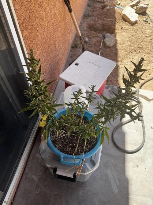Outdoor Tucson Grow. Week 7