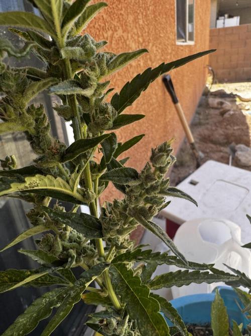 Outdoor Tucson Grow. Week 7