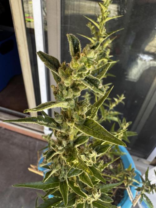 Outdoor Tucson Grow. Week 7