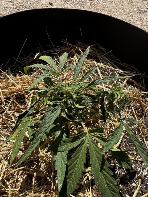 Outdoor Tucson Grow. Week 7