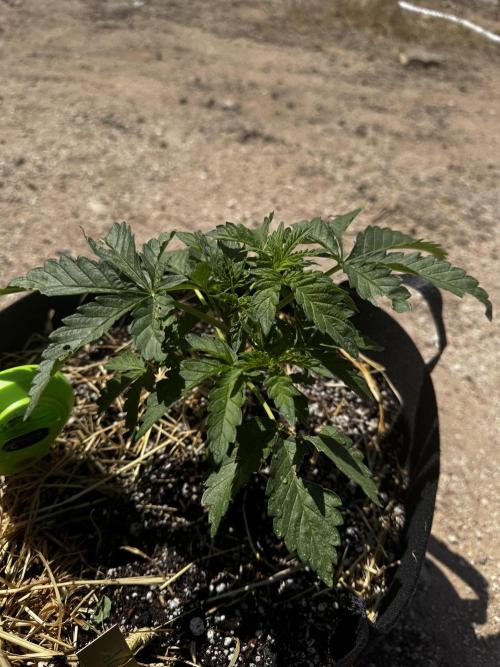 Outdoor Tucson Grow. Week 7