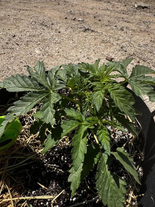 Outdoor Tucson Grow. Week 7