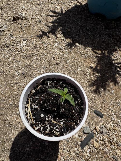Outdoor Tucson Grow. Week 7