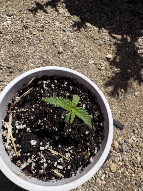 Outdoor Tucson Grow. Week 7