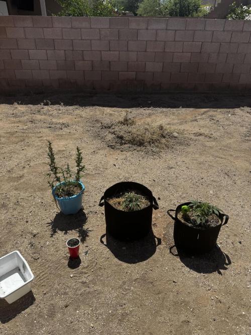 Outdoor Tucson Grow. Week 7