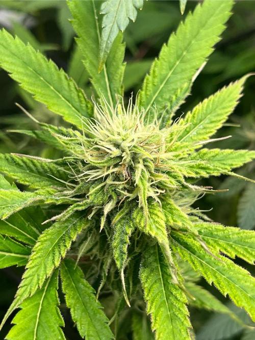 Exotic Pheno Hunt. Week 15 - Zerberry #1 F34